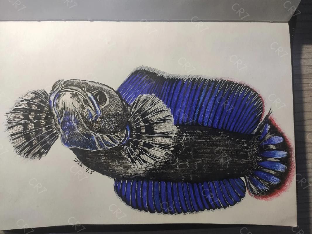 給我一張雷龍魚的素描畫（手繪線描龍魚） 給我一張雷龍魚的素描畫（手繪線描龍魚） 龍魚百科 第5張
