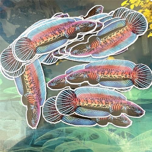 給我一張雷龍魚的素描畫（手繪線描龍魚） 給我一張雷龍魚的素描畫（手繪線描龍魚） 龍魚百科 第34張