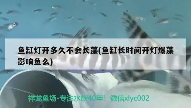 為什么紅龍魚那么貴呢圖片大全(為什么紅龍魚價格這么貴)（為什么紅龍魚價格這么貴呢圖片大全）