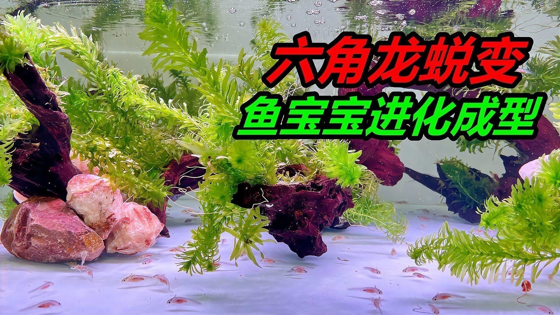 六角金龍龍魚需要多久換一次水？（六角恐龍魚換水的正確方式）