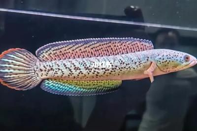 紅龍魚風水功效：紅龍魚在風水中有什么作用？ 紅龍魚風水功效：紅龍魚在風水中有什么作用？ 觀賞魚百科 第2張