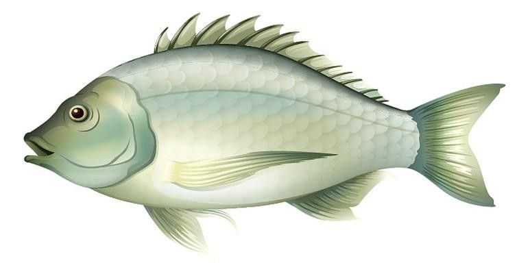 給我一張白金龍魚的照片（白金龍魚的神秘魅力） 給我一張白金龍魚的照片（白金龍魚的神秘魅力） 龍魚百科 第11張