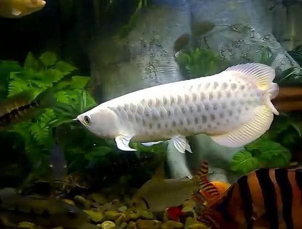 給我一張白金龍魚的照片（白金龍魚的神秘魅力） 給我一張白金龍魚的照片（白金龍魚的神秘魅力） 龍魚百科 第14張