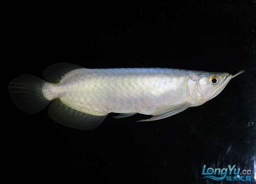 給我一張白金龍魚的照片（白金龍魚的神秘魅力） 給我一張白金龍魚的照片（白金龍魚的神秘魅力） 龍魚百科 第19張