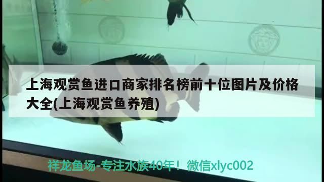 上海觀賞魚進口商家排名榜前十位圖片及價格大全(上海觀賞魚養殖)（上海觀賞魚進口商家排名）