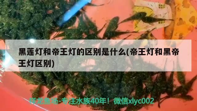黑蓮燈和帝王燈的區別是什么(帝王燈和黑帝王燈區別)（黑蓮燈和帝王燈的區別） 黑蓮燈和帝王燈的區別是什么(帝王燈和黑帝王燈區別)（黑蓮燈和帝王燈的區別） 觀賞魚百科 第3張