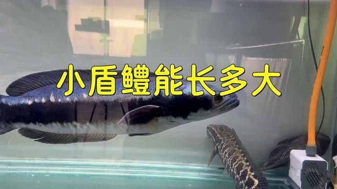 小盾鱧的壽命有多長？（小盾鱧的壽命可能在5-1,小盾鱧的壽命有多長）