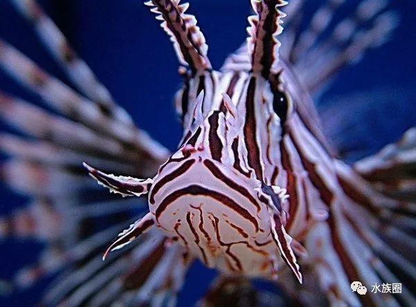 小盾鱧的壽命有多長？（小盾鱧的壽命可能在5-1,小盾鱧的壽命有多長）