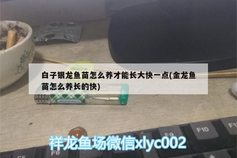 鸚鵡魚 白子銀龍魚苗怎么養才能長大快一點(金龍魚苗怎么養長的快)(白子銀龍魚的家庭養殖方法) 觀賞魚百科 白子銀龍魚苗怎么養才能長大快一點(金龍魚苗怎么養長的快)(白子銀龍魚的家庭養殖方法) 白子銀龍魚苗怎么養才能長大快一點(金龍魚苗怎么養長的快)(白子銀龍魚的家庭養殖方法) 觀賞魚百科