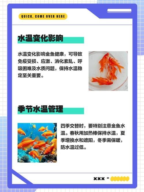 金龍魚低溫時的保暖方法（金龍魚在低溫時的保暖方法）