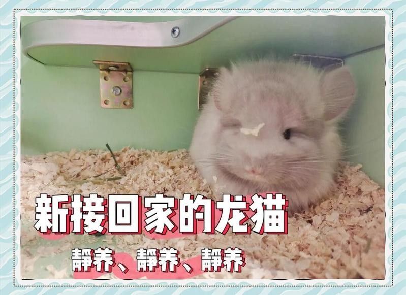 龍貓多久會適應新環境？（龍貓適應新環境的關鍵時間節點）