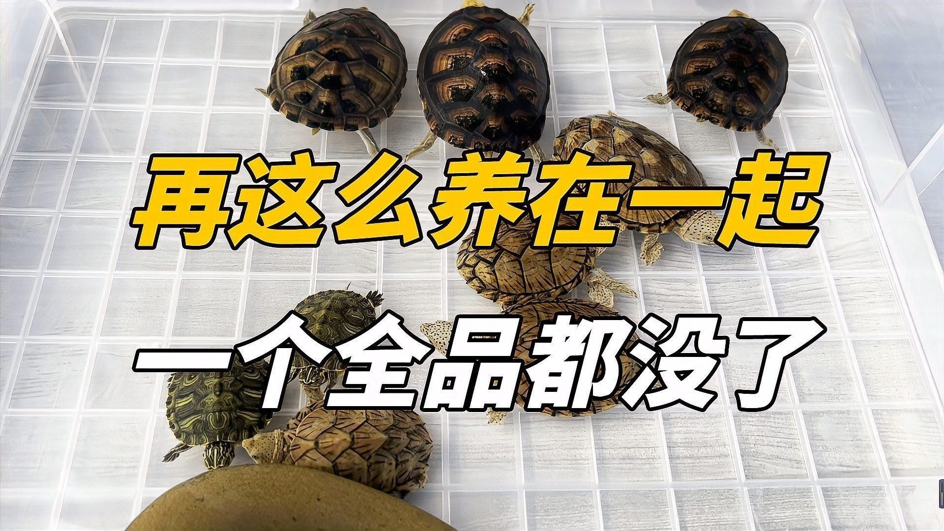 有哪些常見的混養(yǎng)生物沖突？（養(yǎng)生物沖突是指在同一環(huán)境中不同物種之間的捕食關(guān)系）