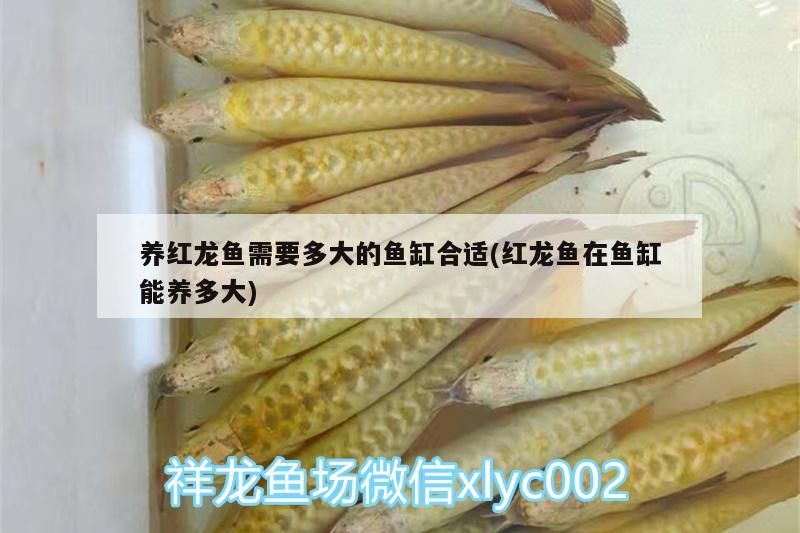 養紅龍魚需要多大的魚缸合適(紅龍魚在魚缸能養多大)（養紅龍魚需要多大的魚缸合適和紅龍魚在魚缸能養多大的魚缸）
