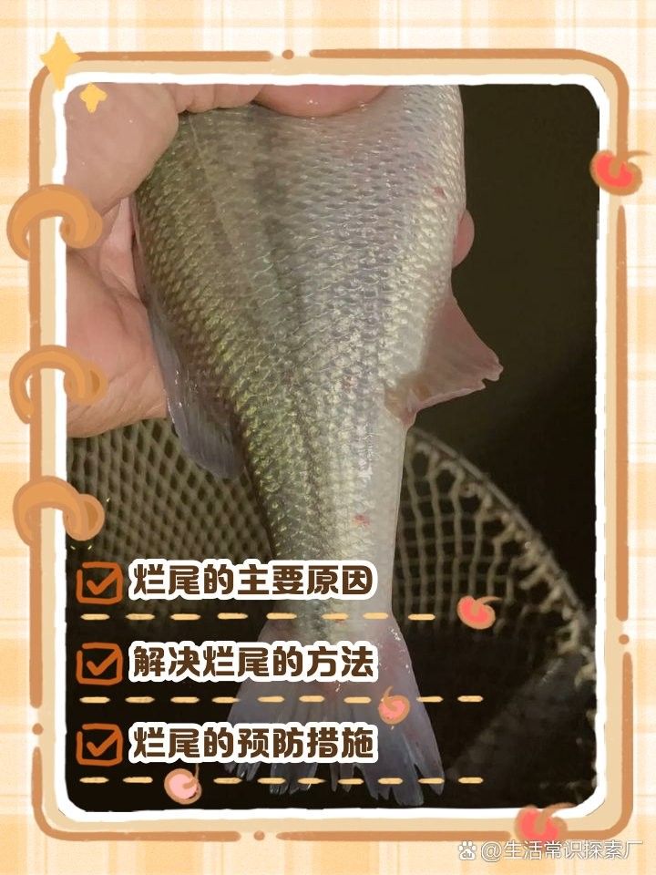 如何預防四角龍魚爛尾？（四角龍魚爛尾原因及治療方法詳解松露巧克力電豹員）