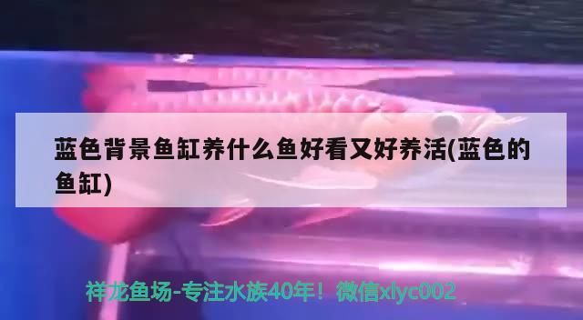 藍(lán)色背景魚缸養(yǎng)什么魚好看又好養(yǎng)活(藍(lán)色的魚缸)（藍(lán)色背景魚缸養(yǎng)什么好看又好養(yǎng)活）