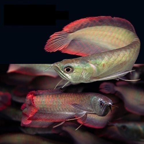 給我更多七彩龍魚圖片（關(guān)于七彩龍魚的一些小知識(shí)）