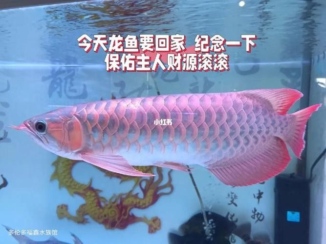 給我更多七彩龍魚圖片（關(guān)于七彩龍魚的一些小知識(shí)）