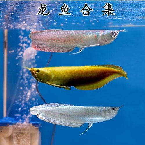 給我更多七彩龍魚圖片（關(guān)于七彩龍魚的一些小知識(shí)）