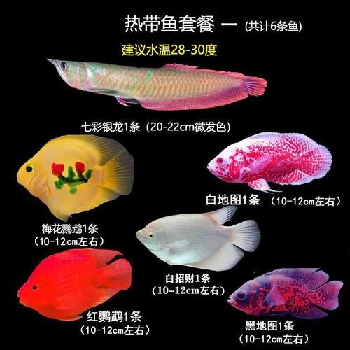 給我更多七彩龍魚圖片（關(guān)于七彩龍魚的一些小知識(shí)）