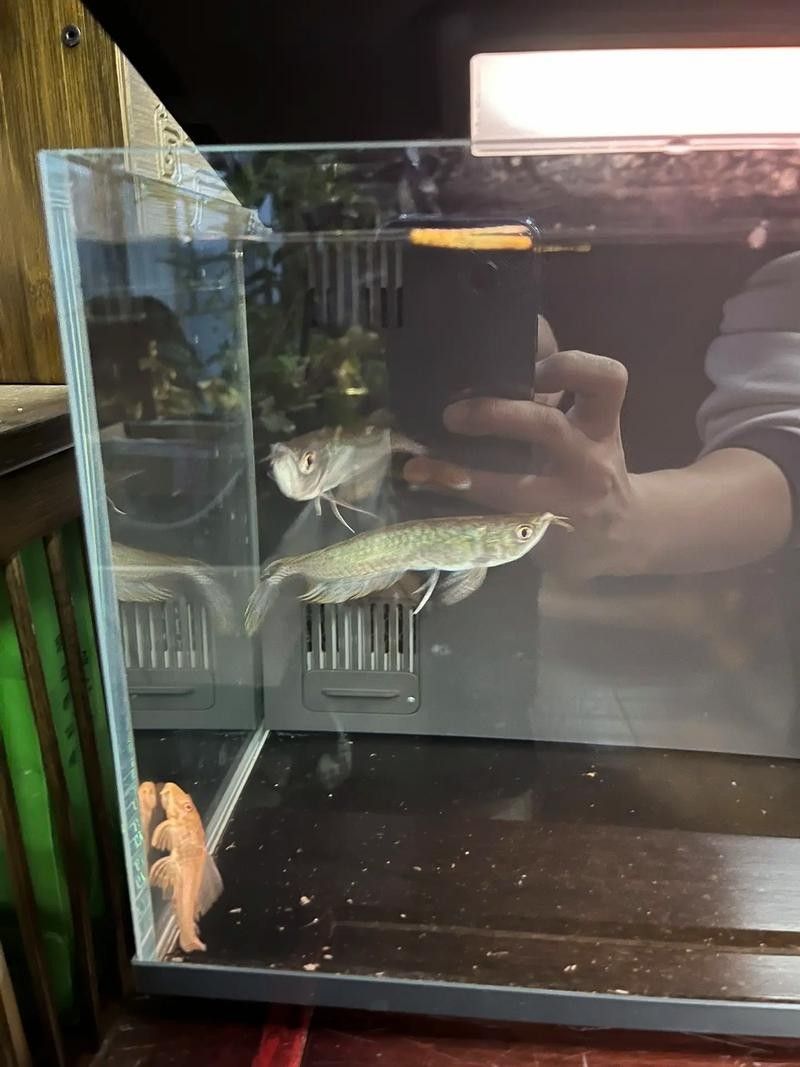 給我更多七彩龍魚圖片（關(guān)于七彩龍魚的一些小知識(shí)）