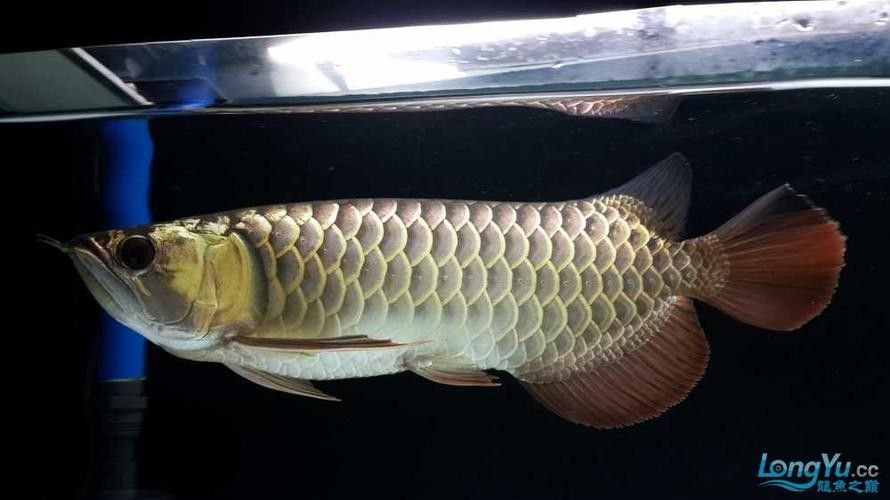 給我更多七彩龍魚圖片（關(guān)于七彩龍魚的一些小知識(shí)）