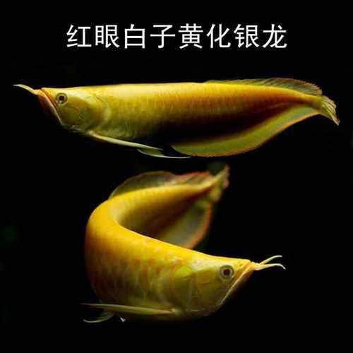 給我更多七彩龍魚圖片（關(guān)于七彩龍魚的一些小知識(shí)）
