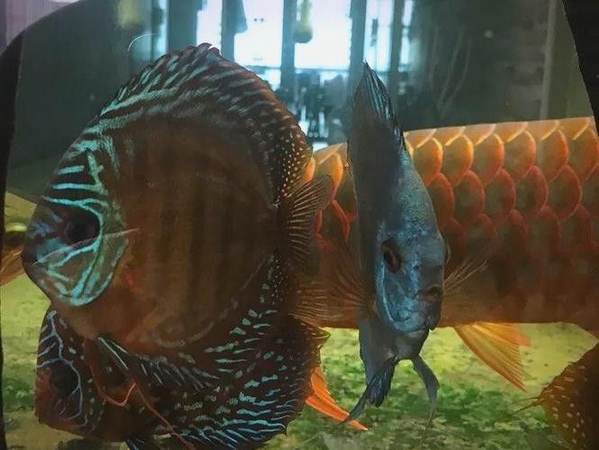給我更多七彩龍魚圖片（關(guān)于七彩龍魚的一些小知識(shí)）