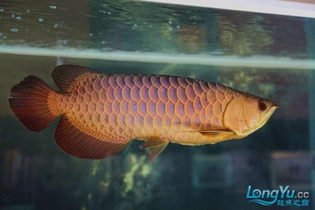 給我更多七彩龍魚圖片（關(guān)于七彩龍魚的一些小知識(shí)）