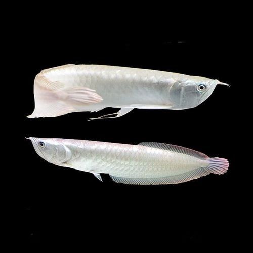 給我更多七彩龍魚圖片（關(guān)于七彩龍魚的一些小知識(shí)）