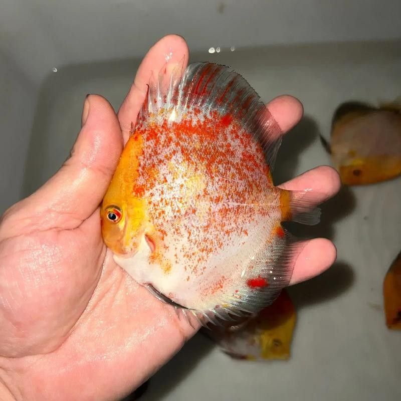 給我更多七彩龍魚圖片（關(guān)于七彩龍魚的一些小知識(shí)）