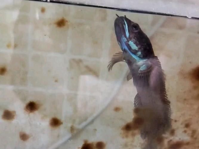 如何減少雷龍魚的鉆沙行為（如何減少雷龍魚鉆沙行為）