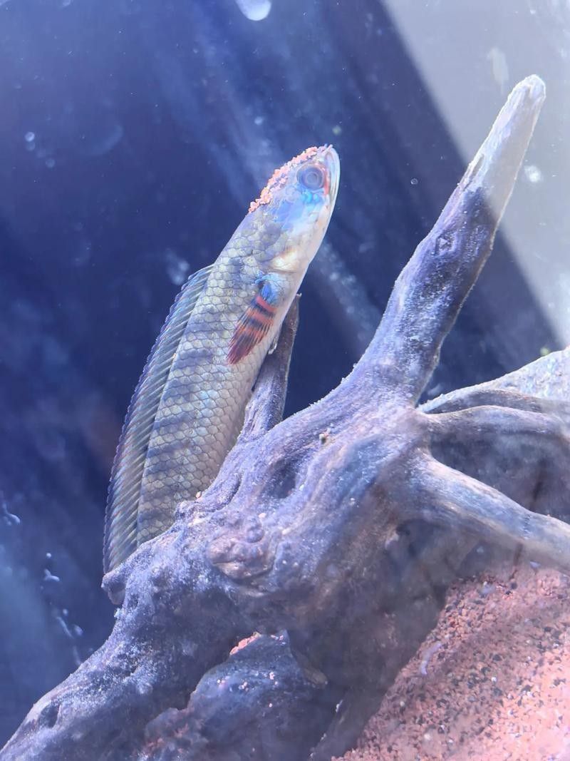 如何減少雷龍魚的鉆沙行為（如何減少雷龍魚鉆沙行為）