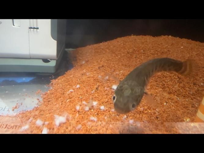 如何減少雷龍魚的鉆沙行為（如何減少雷龍魚鉆沙行為）