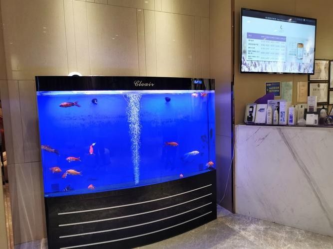 哪里可以買到正宗的青龍魚（北京哪里可以買到正宗的青龍魚）
