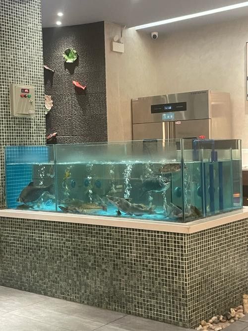 哪里可以買到正宗的青龍魚（北京哪里可以買到正宗的青龍魚）