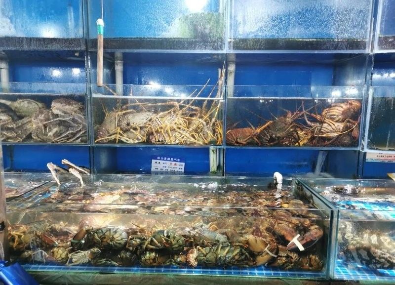 哪里可以買到正宗的青龍魚（北京哪里可以買到正宗的青龍魚）