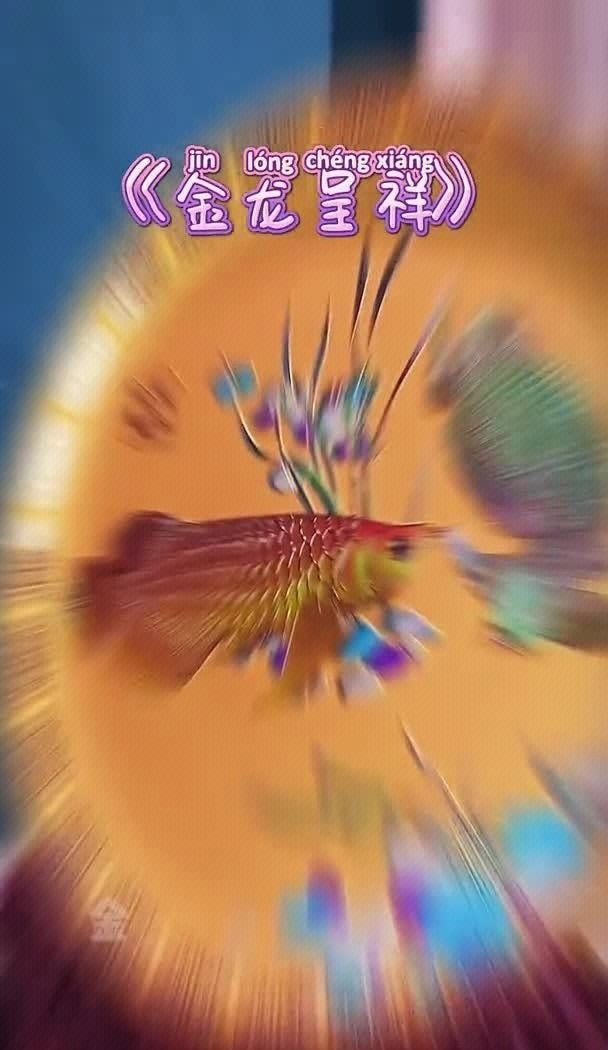 金龍魚(yú)禮物有哪些特效（金龍魚(yú)禮物是一種具有特殊效果的禮品，為收禮人帶來(lái)好運(yùn)和幸福）