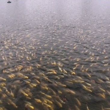 開封龍魚批發價格如何（開封龍魚批發價格大揭秘） 開封龍魚批發價格如何（開封龍魚批發價格大揭秘） 龍魚百科 第13張