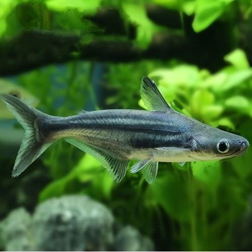 龍魚和藍鯊的最佳混養(yǎng)比例是多少（魚和藍鯊的混養(yǎng)比例取決于多種因素，龍魚和藍鯊的混養(yǎng)比例） 龍魚和藍鯊的最佳混養(yǎng)比例是多少（魚和藍鯊的混養(yǎng)比例取決于多種因素，龍魚和藍鯊的混養(yǎng)比例） 龍魚百科 第2張