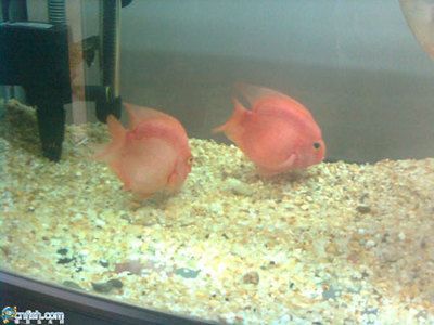 觀賞魚之家論壇cn（海友網cmf海水觀賞魚品種圖鑒珊瑚品種圖鑒）