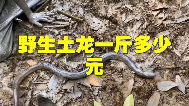 土龍魚的市場需求如何？（廈門土龍魚一斤多少錢一斤多少錢一斤多少錢一斤影兒）