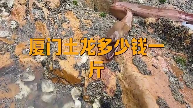 土龍魚的市場需求如何？（廈門土龍魚一斤多少錢一斤多少錢一斤多少錢一斤影兒）
