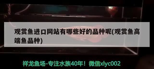 觀賞魚進口網(wǎng)站有哪些好的品種呢(觀賞魚高端魚品種)（觀賞魚進口網(wǎng)站有哪些品種觀賞魚品種大全及圖片和名字） 觀賞魚進口網(wǎng)站有哪些好的品種呢(觀賞魚高端魚品種)（觀賞魚進口網(wǎng)站有哪些品種觀賞魚品種大全及圖片和名字） 觀賞魚百科