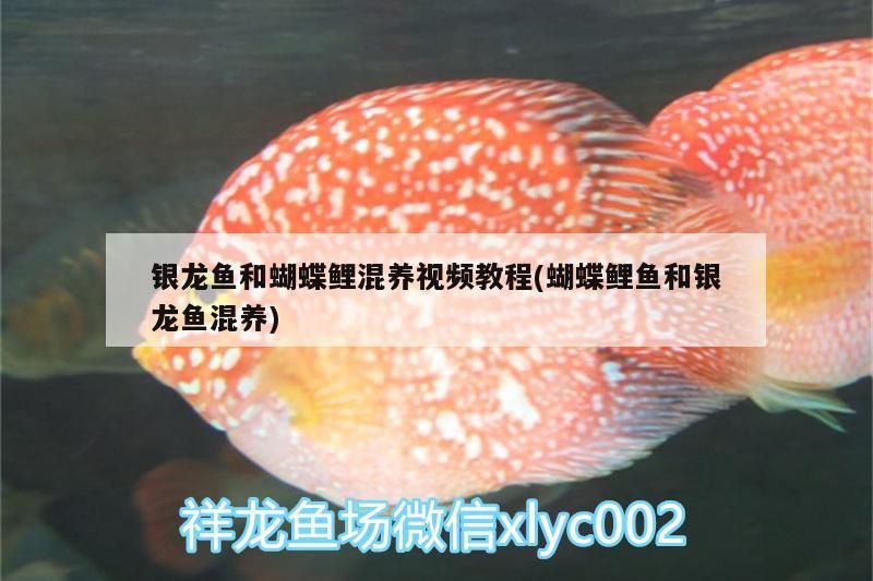 銀龍魚和蝴蝶鯉混養視頻教程(蝴蝶鯉魚和銀龍魚混養)（龍魚和蝴蝶鯉混養的秘訣）