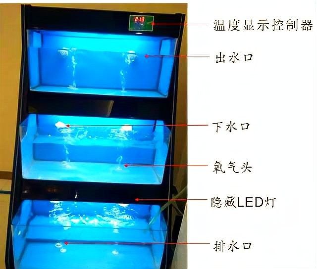 食人魚和龍魚混養(yǎng)需要哪些特殊設備（食人魚和龍魚混養(yǎng)需要多久適應食人魚和龍魚混養(yǎng)需要多久）