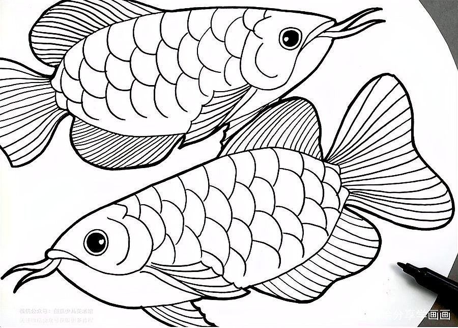 給我一張龍魚簡筆畫的示例圖（|水彩筆色彩練習《水中的活化石”龍魚簡筆畫）