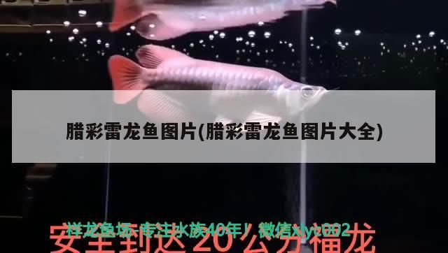 虎魚 臘彩雷龍魚圖片(臘彩雷龍魚圖片大全) 觀賞魚百科 臘彩雷龍魚圖片(臘彩雷龍魚圖片大全) 臘彩雷龍魚圖片(臘彩雷龍魚圖片大全) 觀賞魚百科