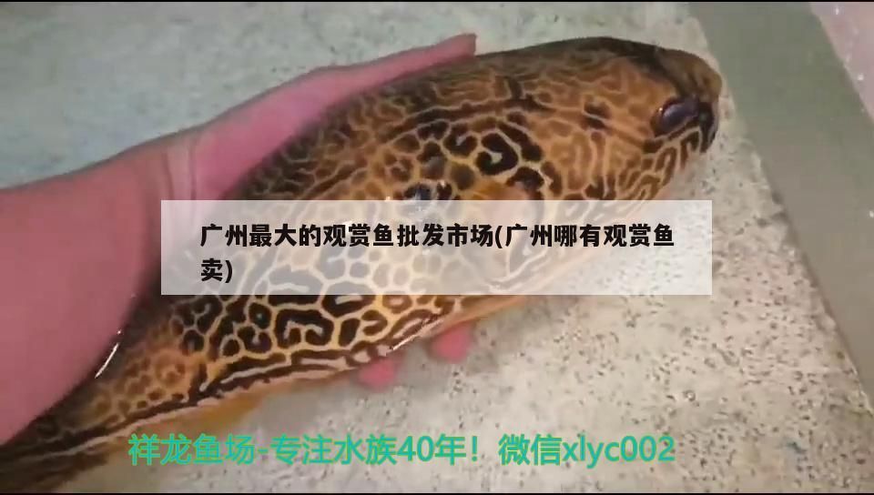 廣州最大的觀賞魚批發(fā)市場(廣州哪有觀賞魚賣)（廣州最大的觀賞魚批發(fā)市場）