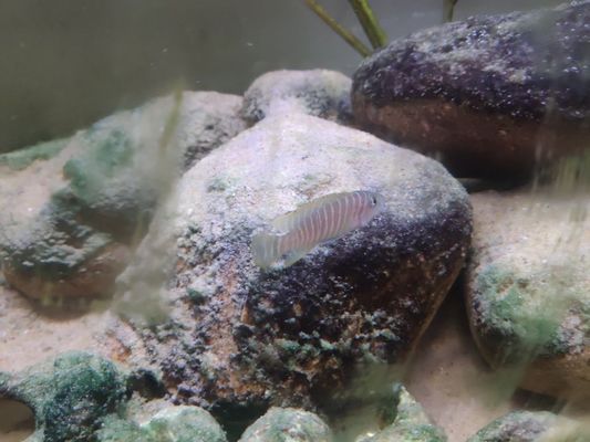 白子黃化銀龍魚要多大缸才能養活呢圖片(白子黃化銀龍魚要多大缸才能養活呢圖片)（白子黃化銀龍魚的養殖方法）