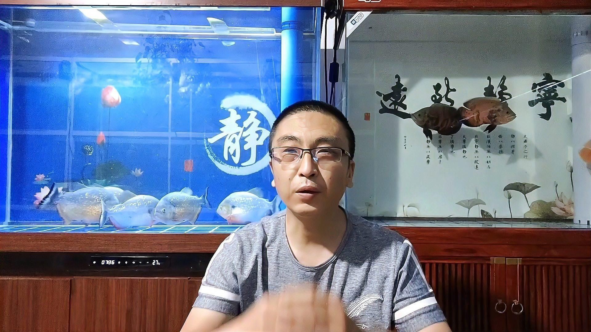 恐龍魚有哪些飼養注意事項（恐龍魚飼養注意事項）